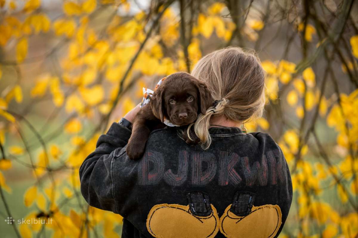Labradoro Retriveriai Šokoladinės spalvos - nuotraukos Nr. 13
