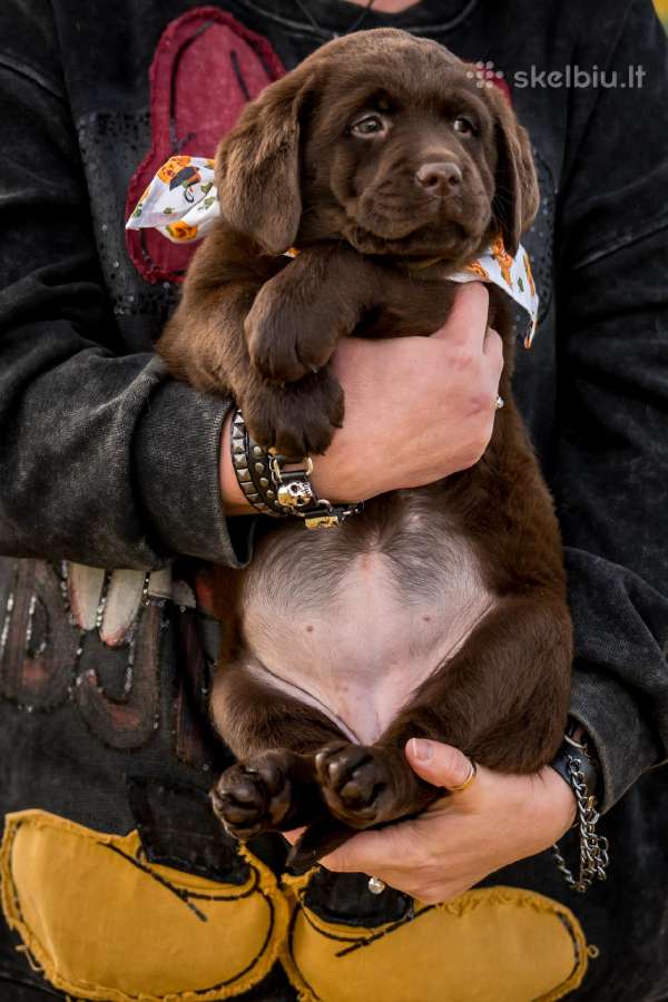 Labradoro Retriveriai Šokoladinės spalvos - nuotraukos Nr. 10