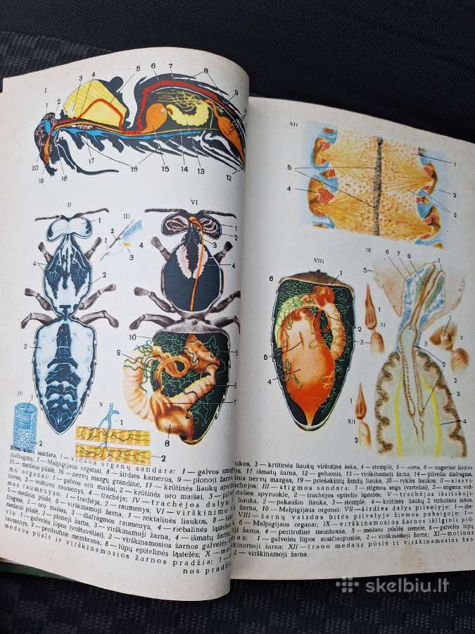 Bitininkystė. J. Kriščiūnas 1961m. - nuotraukos Nr. 3