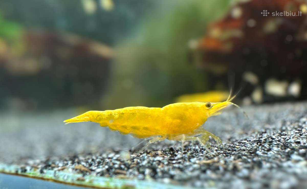 Geltonas golden back - krevetes