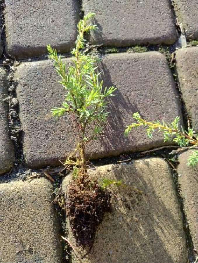 Uoliniai kadagiai Hibernica, 2 metu /juniperus Hib