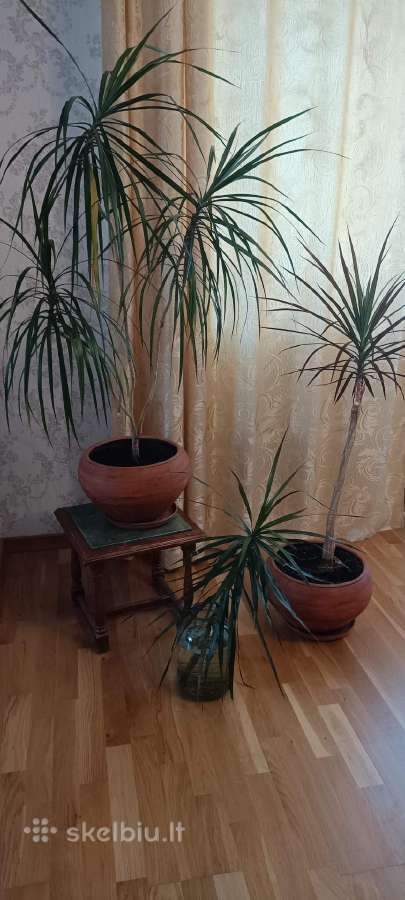 Parduodama dracena