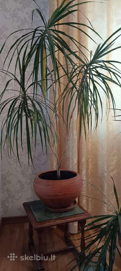 Parduodama dracena - nuotraukos Nr. 2