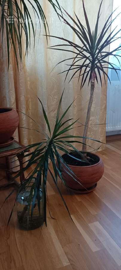 Parduodama dracena - nuotraukos Nr. 3