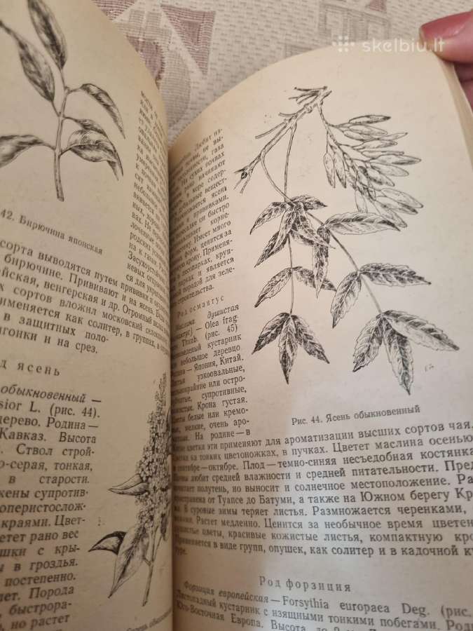 Dendrologija sodininkui - nuotraukos Nr. 3