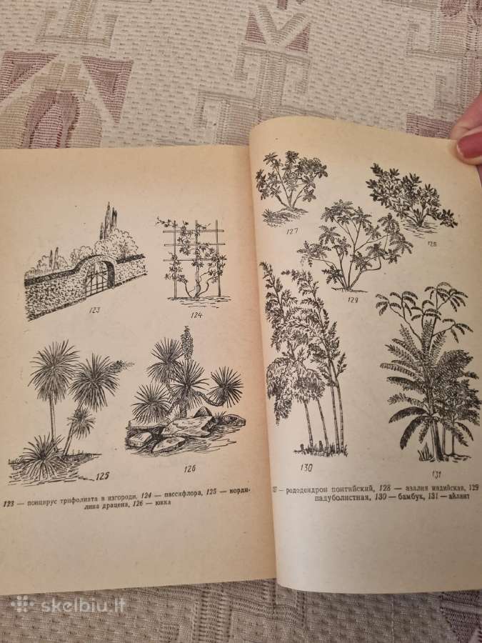 Dendrologija sodininkui - nuotraukos Nr. 5