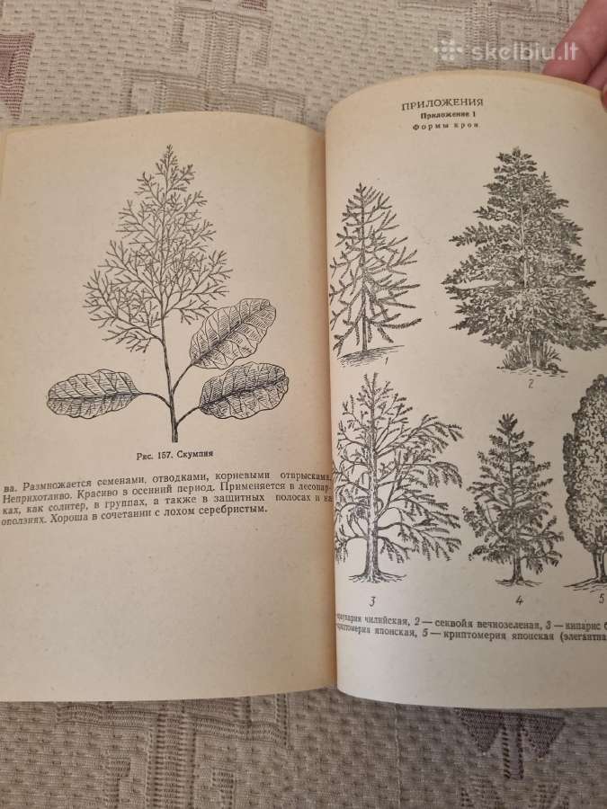 Dendrologija sodininkui - nuotraukos Nr. 7