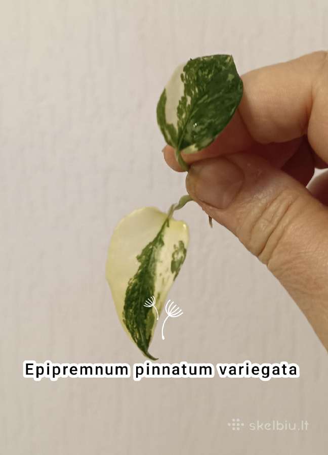 Filodendronai, epipremnum - nuotraukos Nr. 7