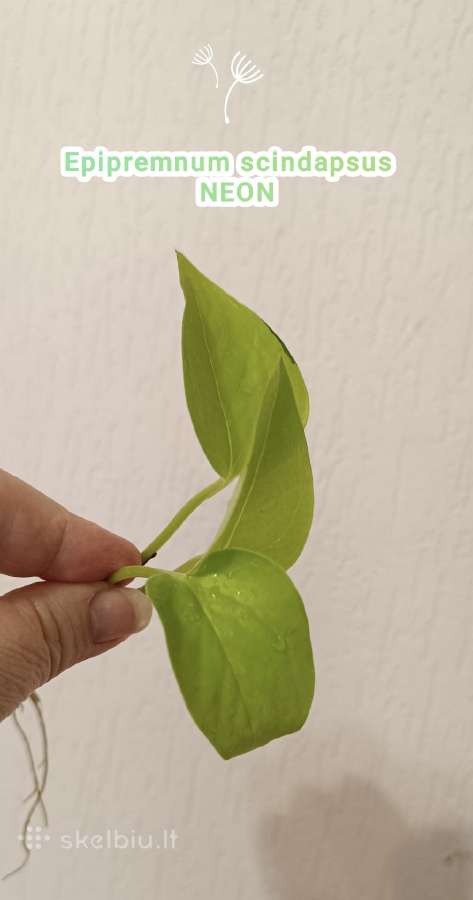 Filodendronai, epipremnum - nuotraukos Nr. 8