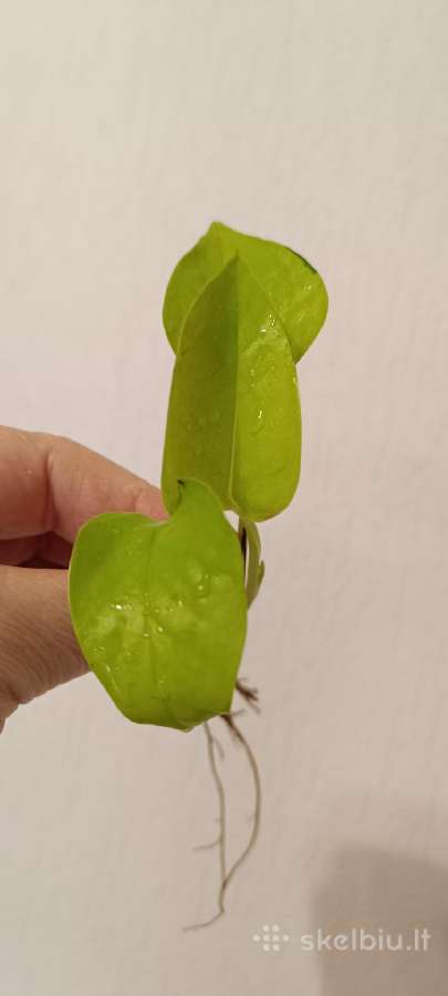 Filodendronai, epipremnum - nuotraukos Nr. 9