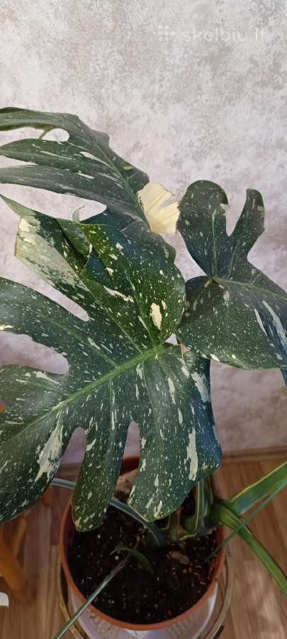 The Monstera Thai Constellation 'Crme Brle'(? - nuotraukos Nr. 9