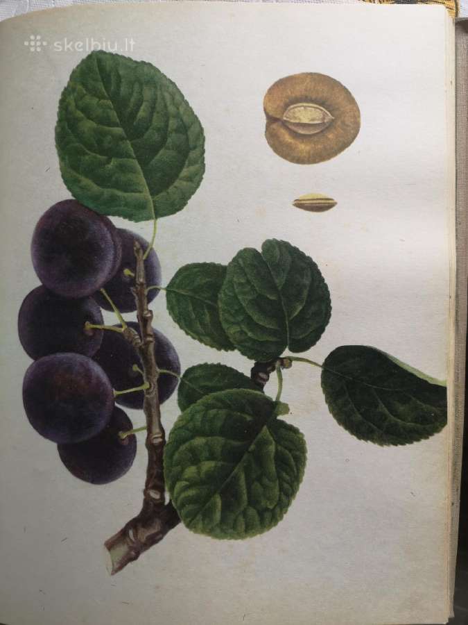 Knyga - nuotraukos Nr. 3