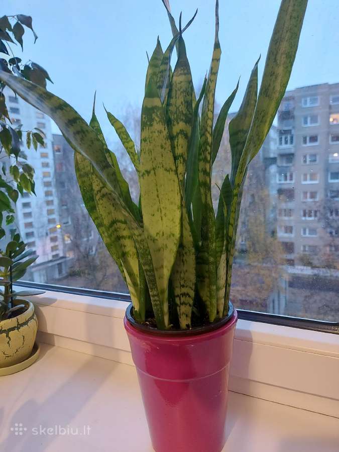 Kambariniai augalai - nuotraukos Nr. 8