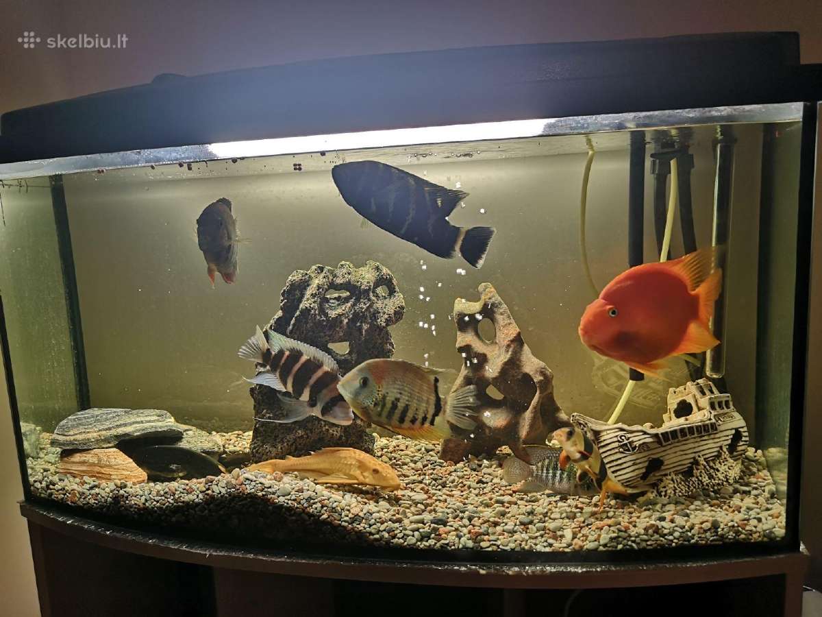 Akvariumas su žuvimis 180l - nuotraukos Nr. 3