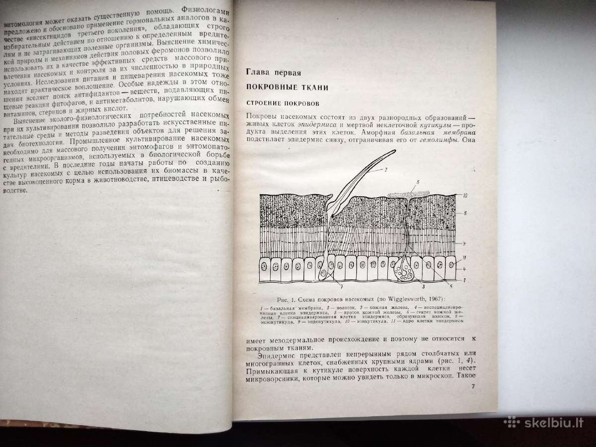 Vabzdžių fiziologija (rusų k.) - nuotraukos Nr. 4