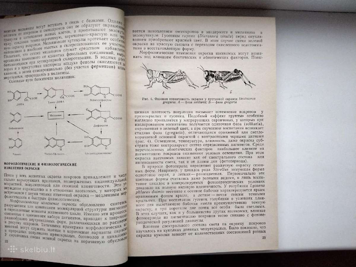 Vabzdžių fiziologija (rusų k.) - nuotraukos Nr. 6