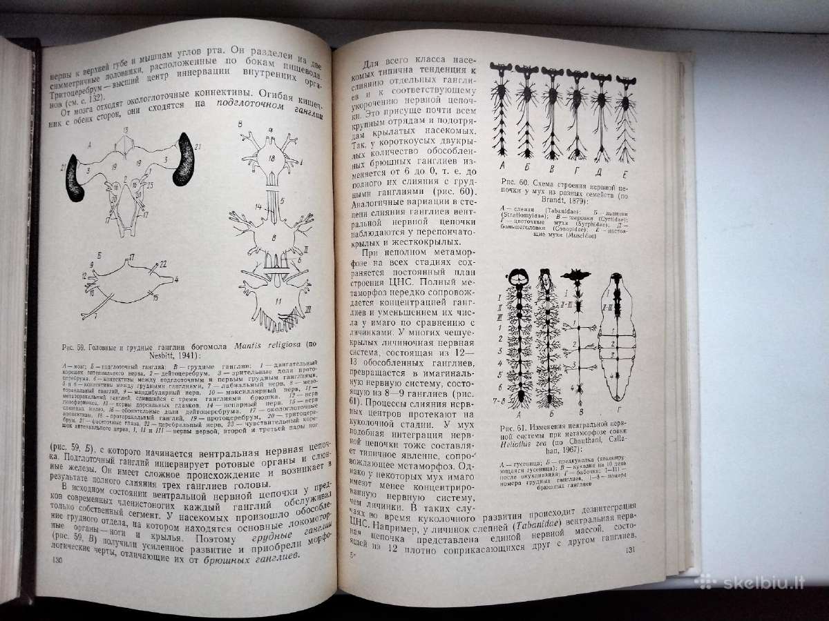 Vabzdžių fiziologija (rusų k.) - nuotraukos Nr. 8