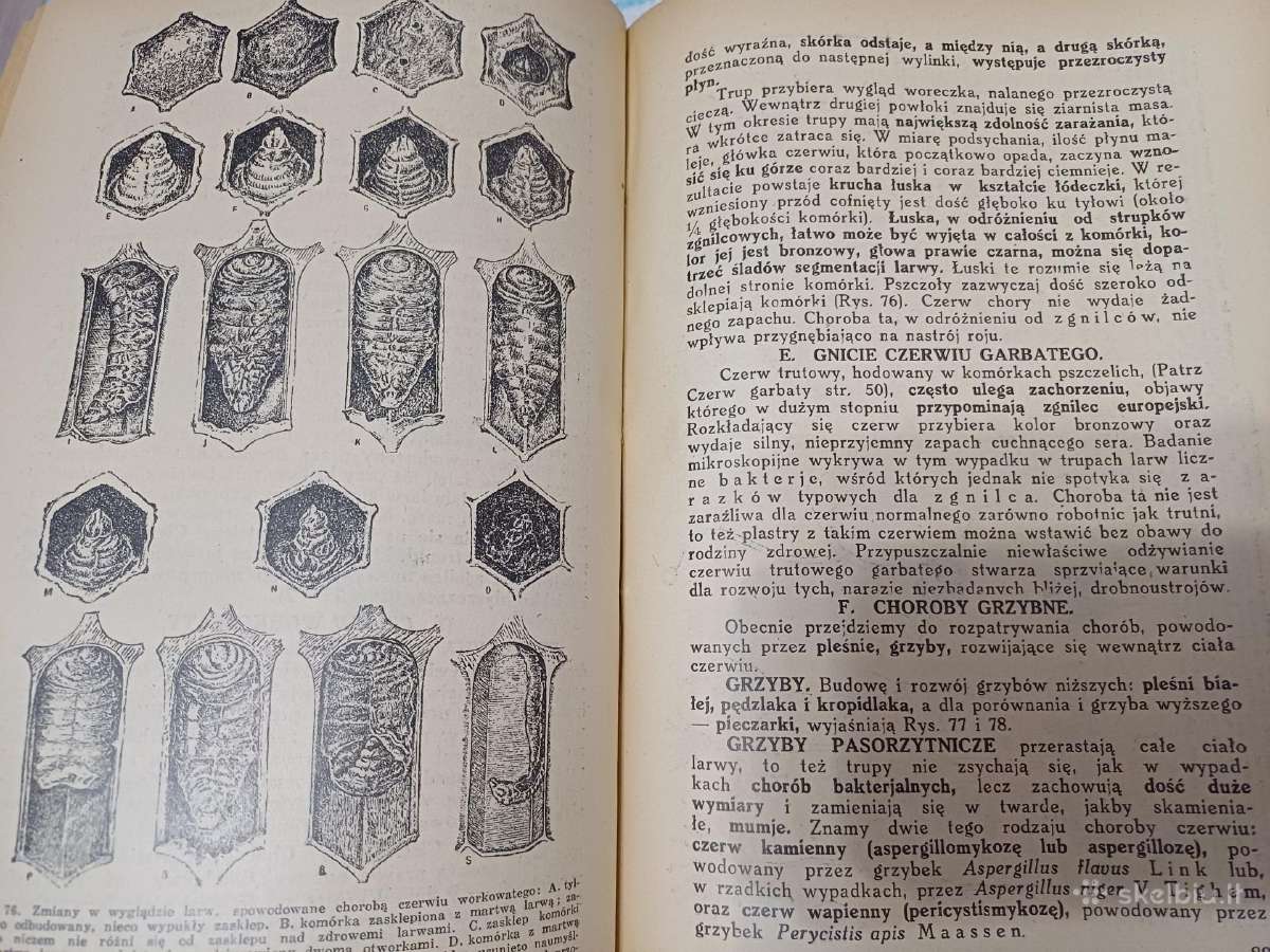 Parduodu knyga,pszczoly,1936m - nuotraukos Nr. 3