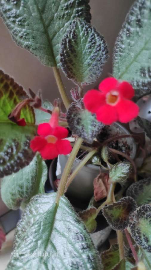 Parduodu Episcia silver skies. Gražiai žydi