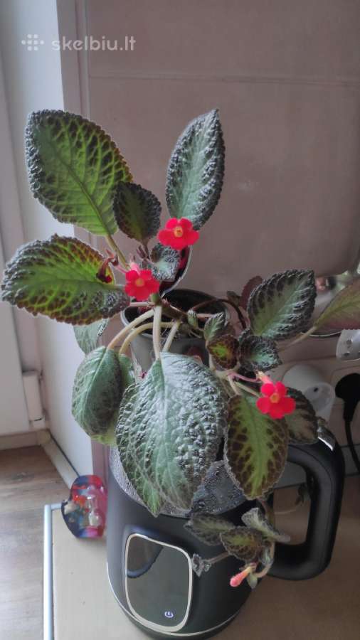 Parduodu Episcia silver skies. Gražiai žydi - nuotraukos Nr. 2