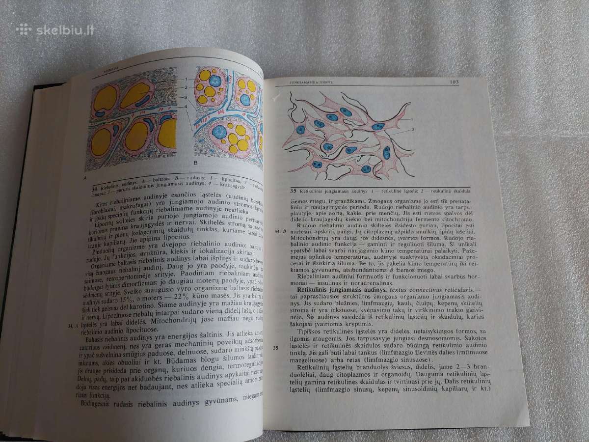 Histologija - nuotraukos Nr. 3