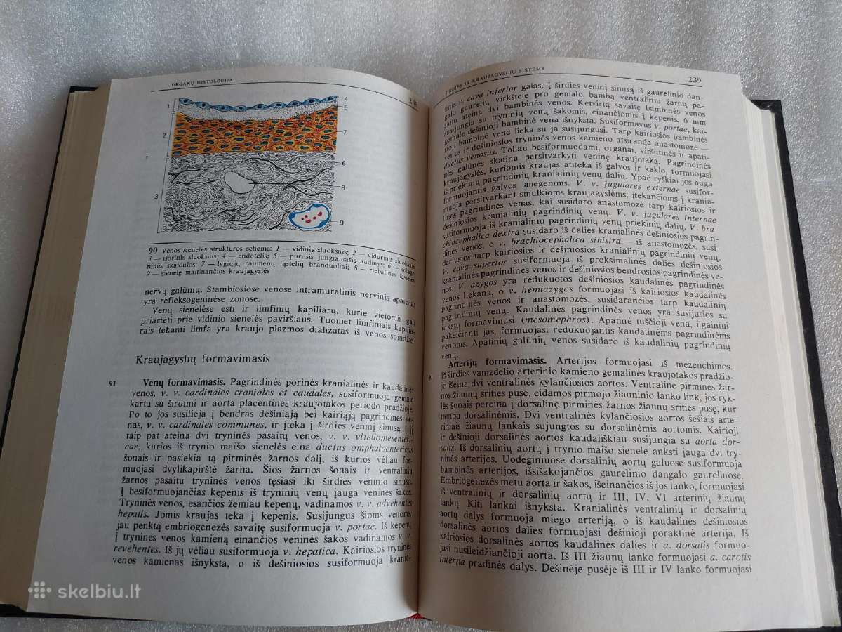 Histologija - nuotraukos Nr. 4