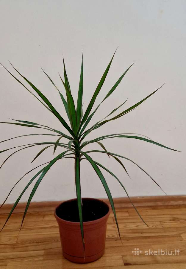 Graži dracena 80 cm aukščio