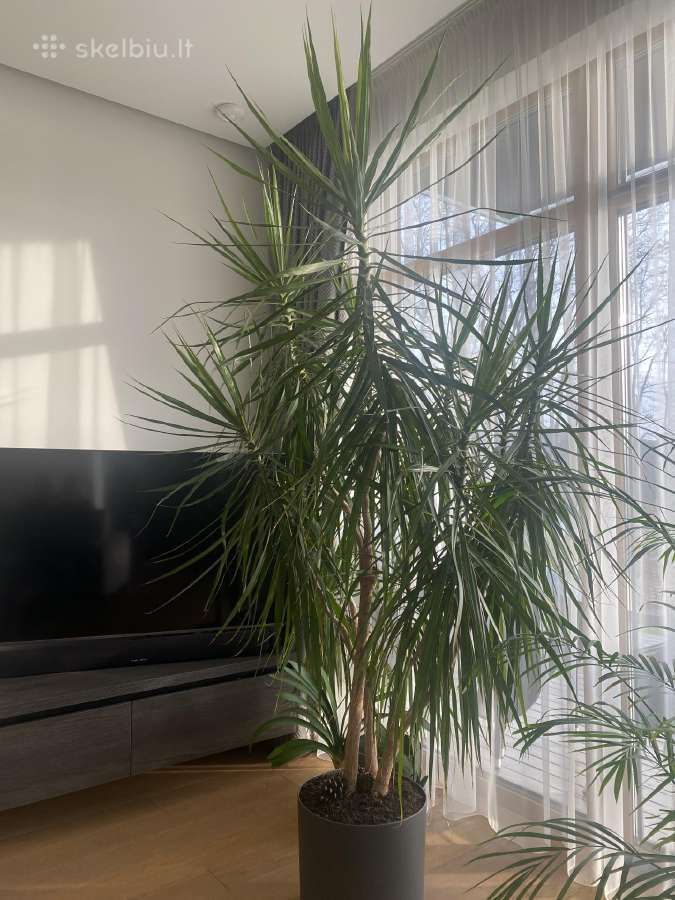 Dracena