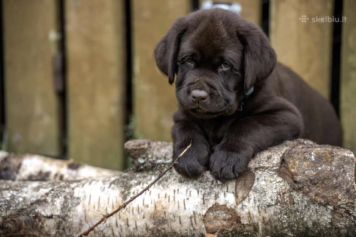 Šokoladiniai Labradoro Retriveriai - nuotraukos Nr. 5