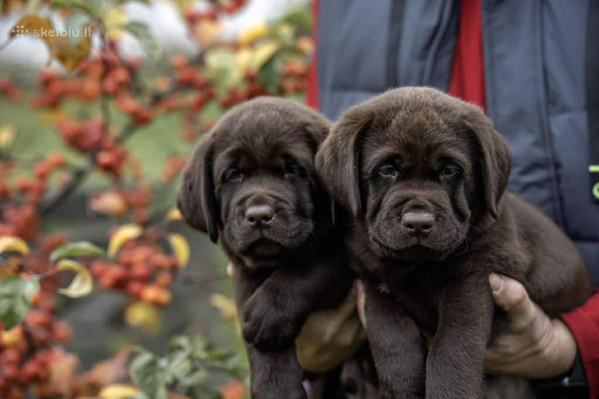Šokoladiniai Labradoro Retriveriai - nuotraukos Nr. 2