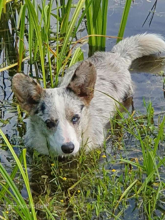 Kilmingos Valų Korgių Kardiganų Šuniukai - nuotraukos Nr. 19
