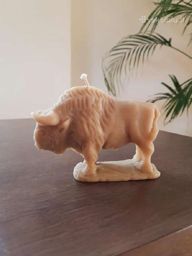 Zvake Bizonas jautis. Ranku darbo. Biciu vaskas