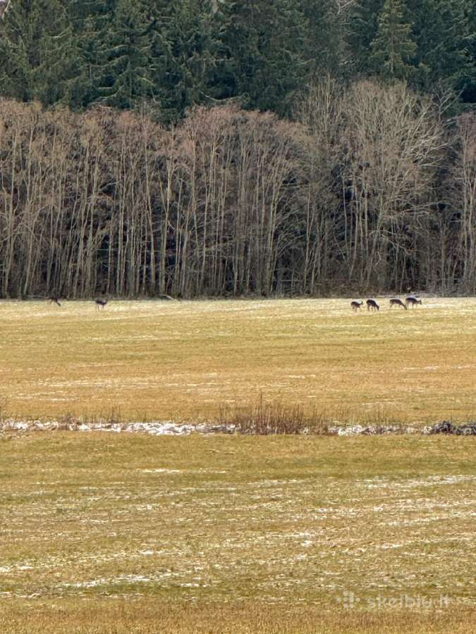 Žemė su sodyba ir mišku Žemalėje 15,5263 ha - nuotraukos Nr. 8