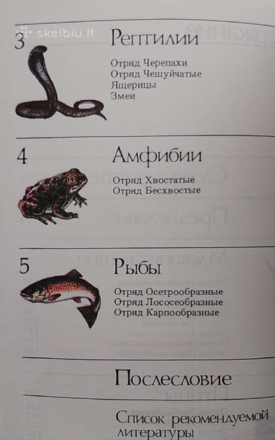 Reti ir nykstantis gyvūnai - nuotraukos Nr. 5