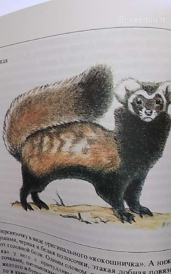 Reti ir nykstantis gyvūnai - nuotraukos Nr. 7
