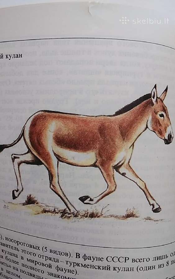 Reti ir nykstantis gyvūnai - nuotraukos Nr. 8
