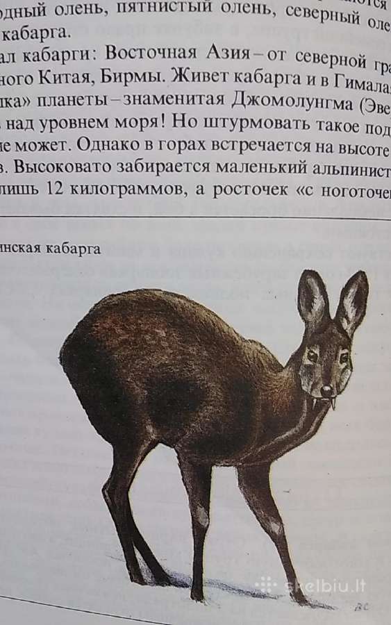 Reti ir nykstantis gyvūnai - nuotraukos Nr. 9
