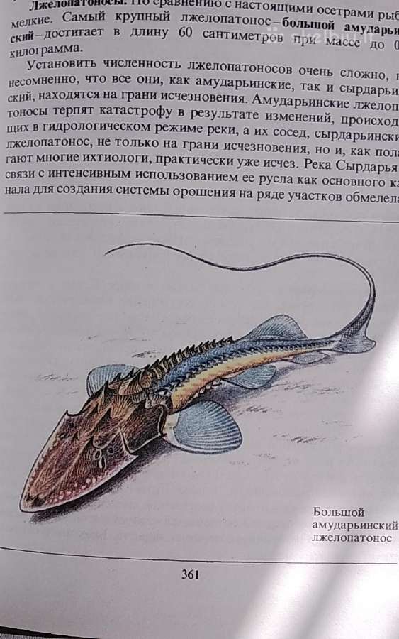 Reti ir nykstantis gyvūnai - nuotraukos Nr. 20