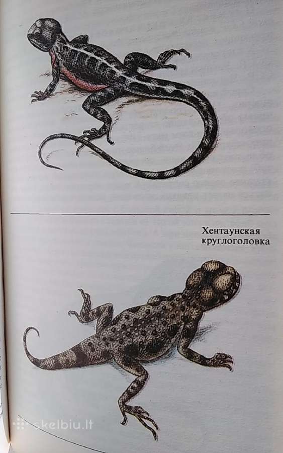 Reti ir nykstantis gyvūnai - nuotraukos Nr. 14
