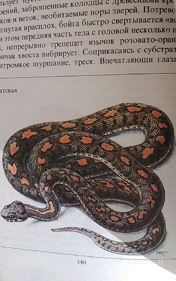 Reti ir nykstantis gyvūnai - nuotraukos Nr. 16