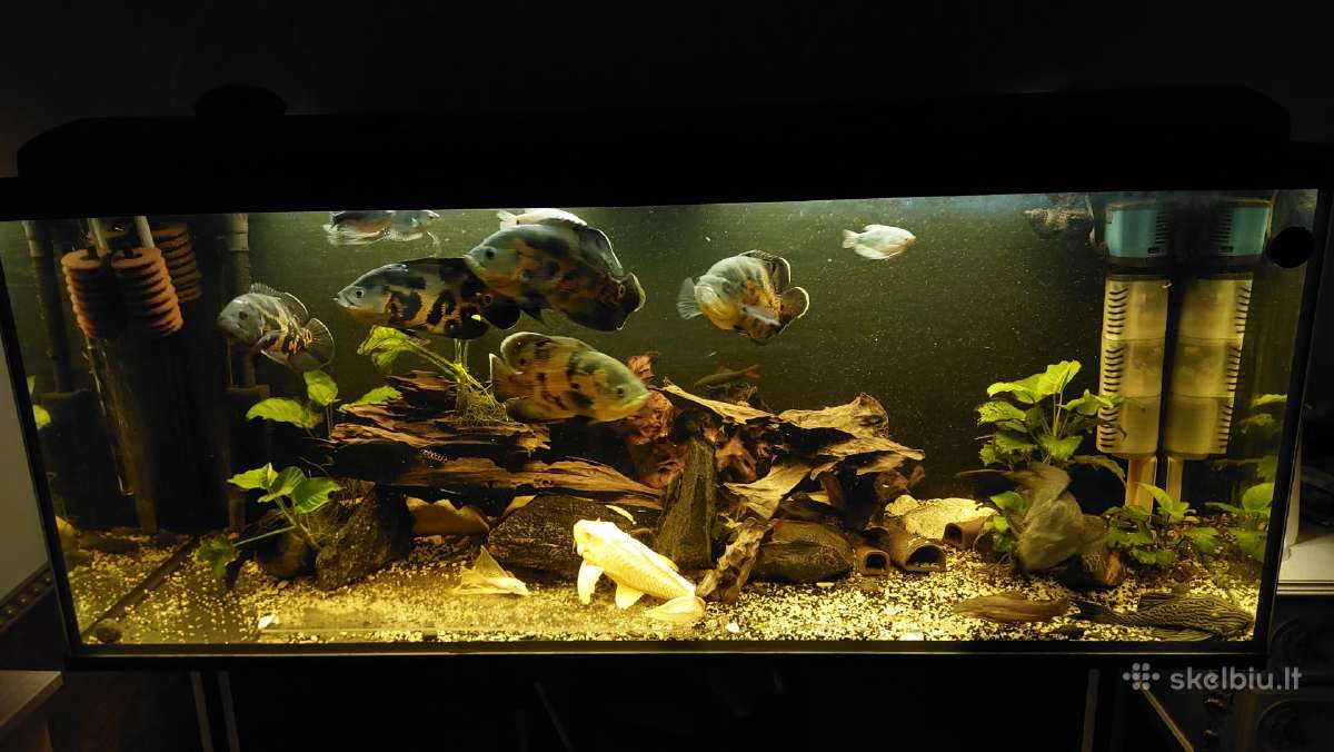 Akvariumas 450l. Su visa iranga ir spintele.