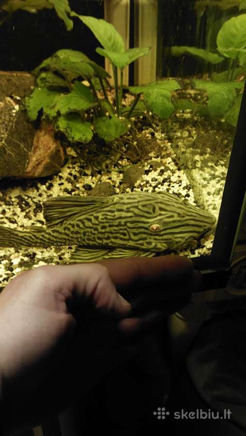 Akvariumas 450l. Su visa iranga ir spintele. - nuotraukos Nr. 2