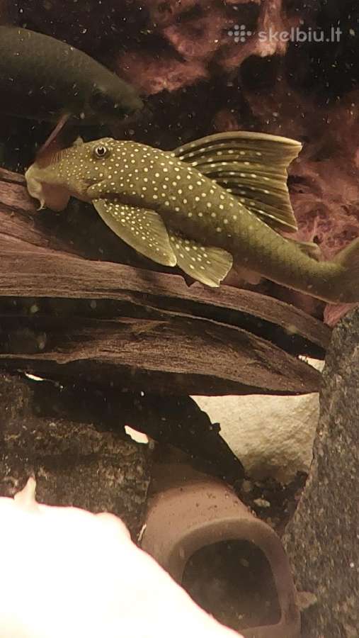 Akvariumas 450l. Su visa iranga ir spintele. - nuotraukos Nr. 3
