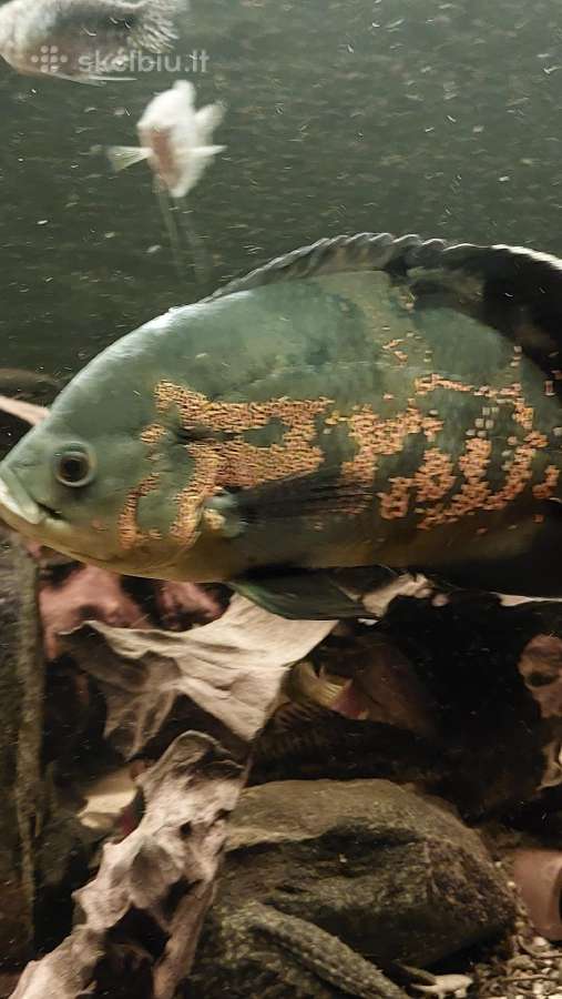 Akvariumas 450l. Su visa iranga ir spintele. - nuotraukos Nr. 5