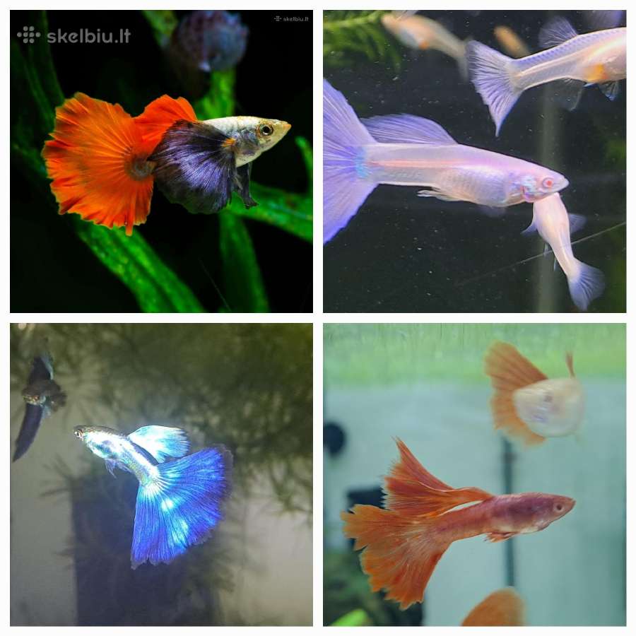 Žuvytės. Gupijos. Guppy.