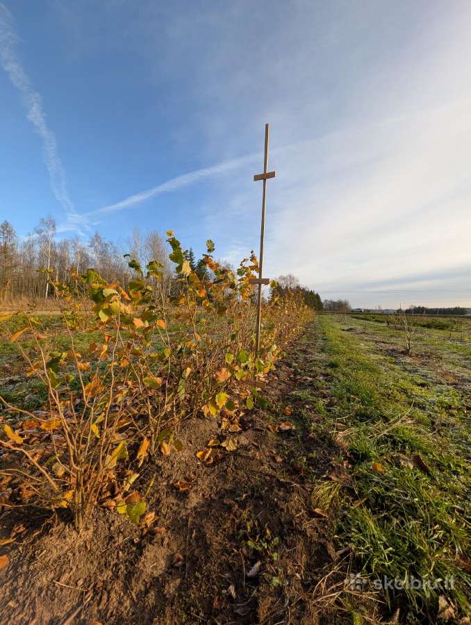 Parduodami ketvirtų metų lazdynų riešutų sodmenys