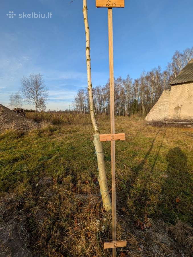 Parduodu pušų/ Ąžuolų/ liepų sodmenys persodinimas - nuotraukos Nr. 32