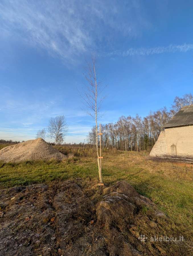 Parduodu pušų/ Ąžuolų/ liepų sodmenys persodinimas - nuotraukos Nr. 33