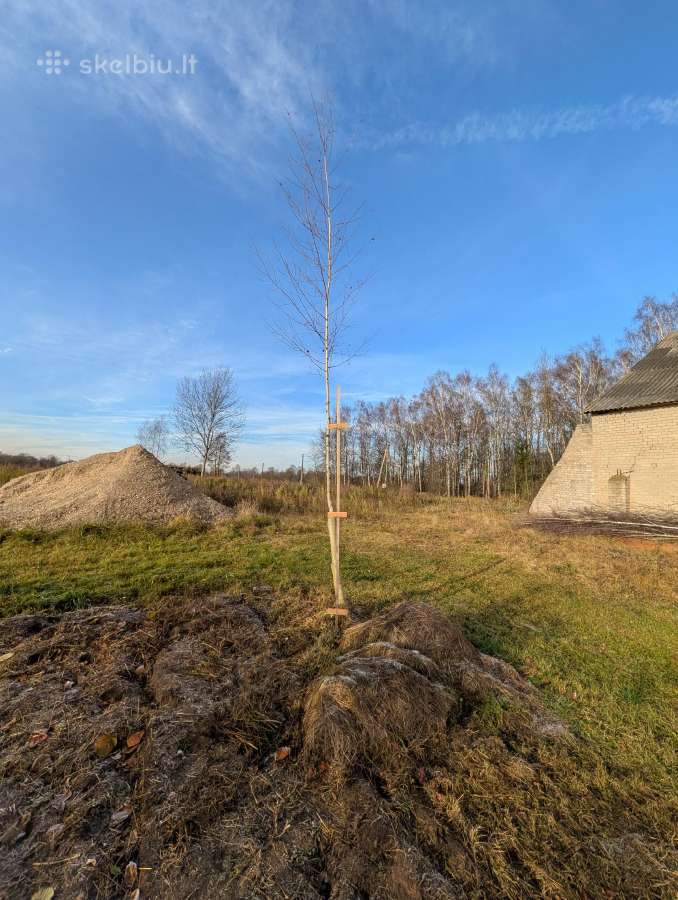 Parduodu pušų/ Ąžuolų/ liepų sodmenys persodinimas - nuotraukos Nr. 34