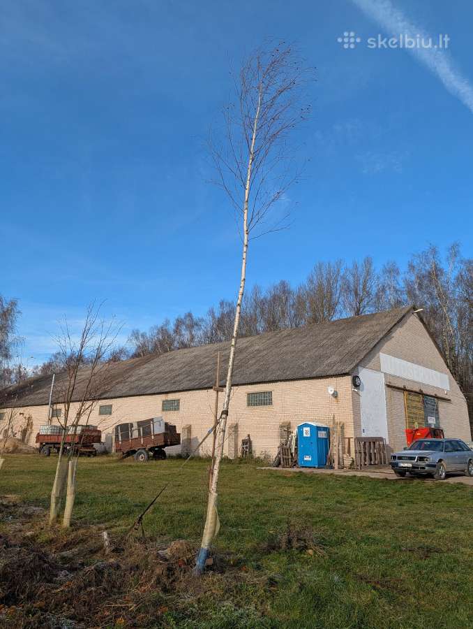 Parduodu pušų/ Ąžuolų/ liepų sodmenys persodinimas - nuotraukos Nr. 36
